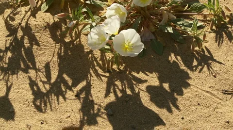 Desert Wild Flowers Stock-Footage 933656