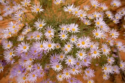 Desert wild flowers Stock Photos