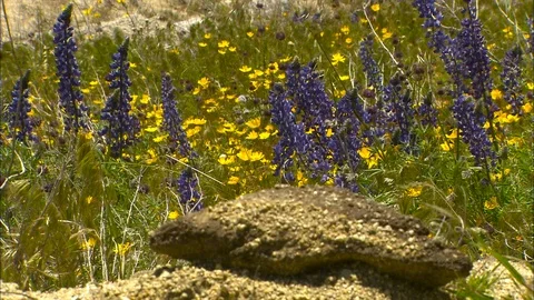 Desert wildflowers beyond small boulder 스톡 동영상 87787329