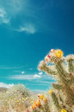 Desert Wildflowers Stock Photos