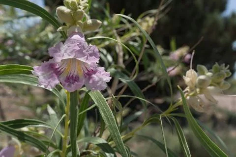Desert Willow bloom close up. Stock Photos
