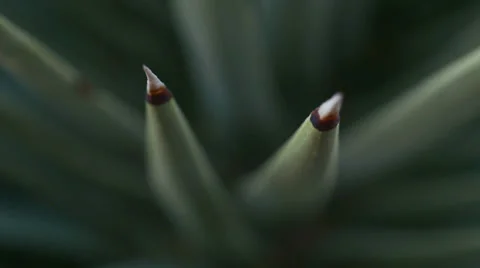 Desert yucca agave spines texture macro 2 Stock Footage 34458119