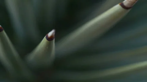 Desert yucca agave spines texture macro 5 Stock Footage 34458178