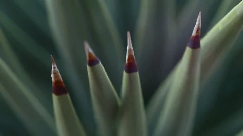 Desert yucca agave spines texture macro 4 Stock Footage 34458189