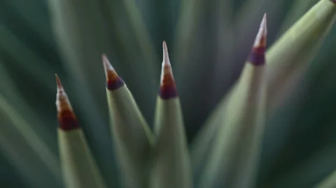 Desert yucca agave spines texture macro 6 Stock Footage 34458719