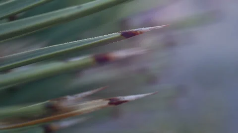Desert yucca agave spines texture macro 1 Stock Footage 34459091