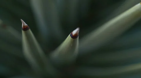 Desert yucca agave spines texture macro 3 Stock Footage 34460233