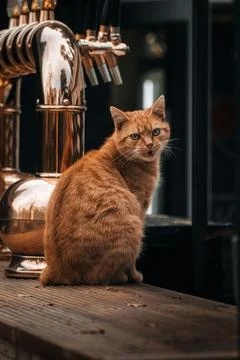Deserted and Abandoned: an Empty and Vacant Space with a Domestic Cat Foto stock