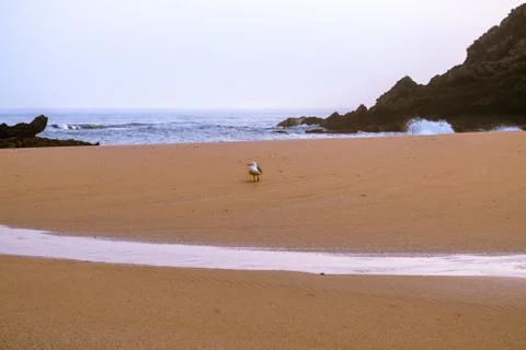 Deserted beach on the ocean. Stock Photos
