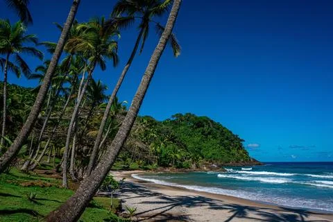 Deserted beach, palm trees, waves, and blue sky. Stock Photos