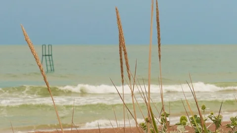 Deserted beach with reeds Stock Footage 112608450