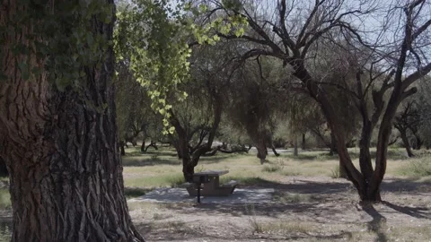 Deserted Campgrounds Video stock 200800215