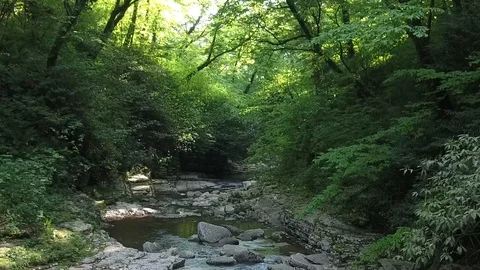 A deserted canyon of a mountain river in a dense forest. Russia, Sochi. Video stock 86431092