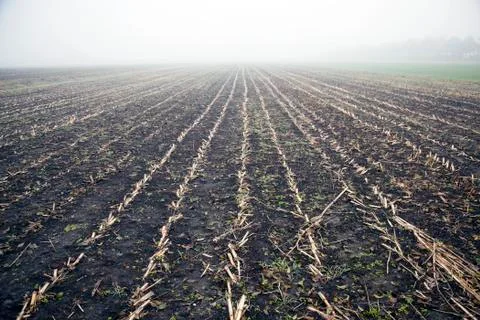 Deserted cornfield in the mist Stock Photos