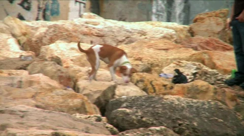 A deserted dog on the rocks Video stock 693684
