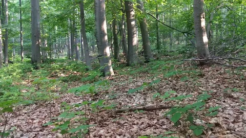 Deserted forest in the mountain in the summer Vídeo Stock 111376231