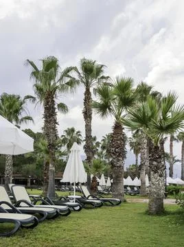 Deserted hotel in Turkey. Empty deck chairs on grass lawn under palm trees. A Stock Photos