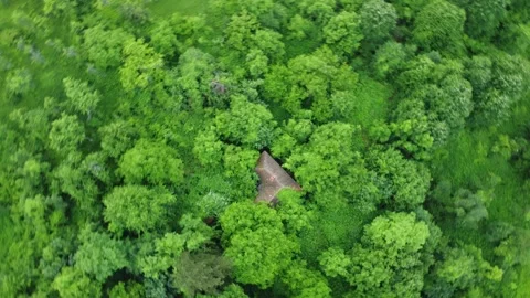 Deserted house in forest Stock Footage 256990193