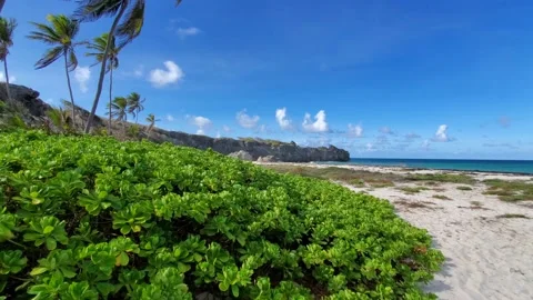 Deserted island beach scene, wind and palm trees 4K Stock Footage 132362253