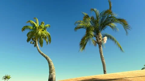 Deserted island Palms Stock Footage 12726492