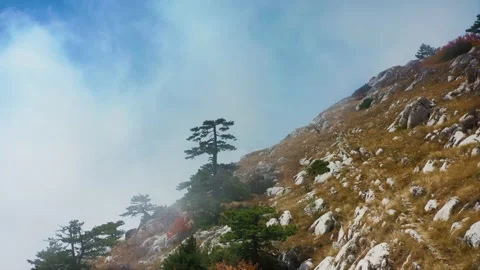 Deserted mountainside with dried grass and century-old pines against a large Stock-Footage 218404569