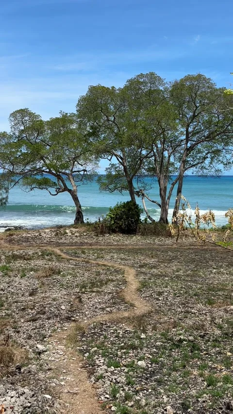 Deserted path down to tropical blue sea Stock-Footage 335895068