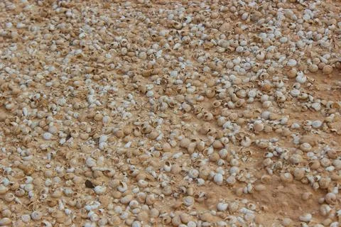Deserted Shells of Dead Sea Snails on the Arid Coast of Fuerteventura Stock Photos