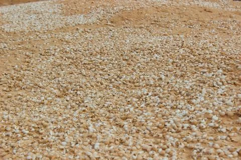 Deserted Shells of Dead Sea Snails on the Arid Coast of Fuerteventura Stock Photos