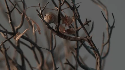 Deserted Snail Shell Amongst Autumn Twigs. Stock Footage 265855950