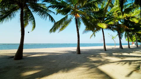 Deserted white sand beach lined with coconut palms Stock Footage 343951724
