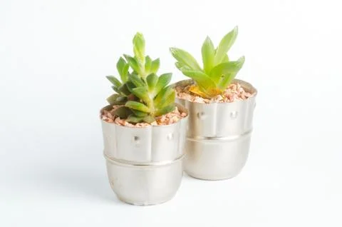 Desertic pants Stock Photos