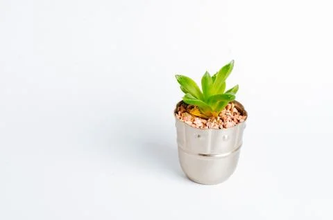 Desertic pants Stock Photos