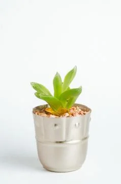 Desertic pants Stock Photos