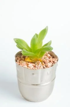 Desertic pants Stock Photos