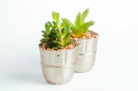 Desertic pants Stock Photos