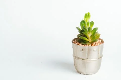 Desertic pants Stock Photos