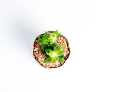 Desertic pants Stock Photos