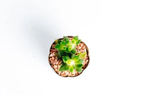 Desertic pants Stock Photos