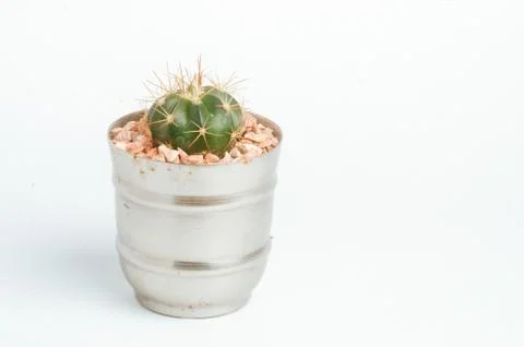 Desertic pants Stock Photos