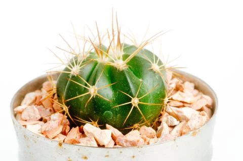 Desertic pants Stock Photos