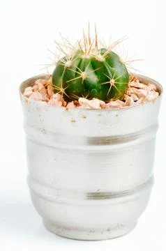 Desertic pants Stock Photos