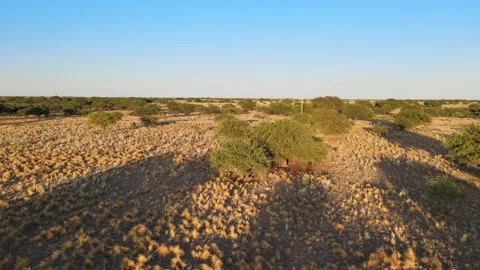 Desertification of shrub and forest landscape drying out with more dirt Stock Footage 247184118