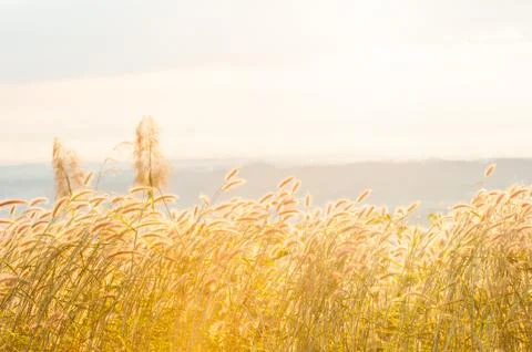 Desho Grass in the mist under sun shining on the mountain top. Stock Photos