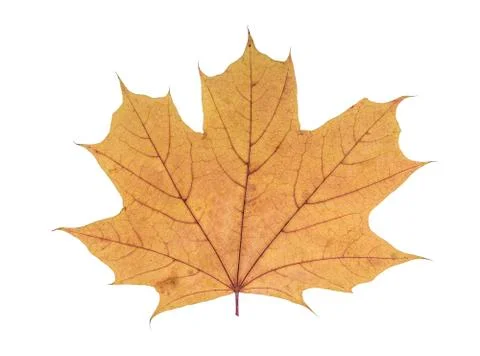 Desiccated maple leaf. Stock Photos
