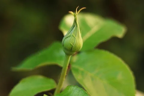 Design Background. Unopened rose flower bud and sun glare. Stock Photos