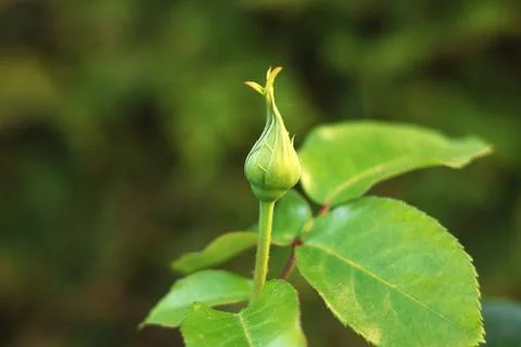 Design Background. Unopened rose flower bud and sun glare. Stock Photos