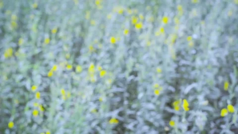 Design, blossom, easter, sunny day, floral, field, colorful, beauty, 스톡 동영상 157369067