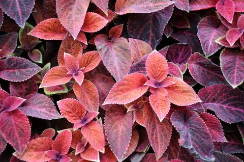 Design of coleus Stock Photos