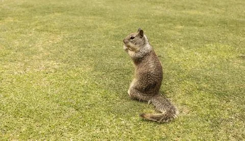 Design Eastern Gray Squirrel Sitting On Green Grass And Eating Nuts. Sciurus Stock Photos