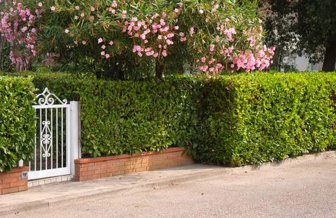 Design elements of the green zone in the garden Fotos Stock